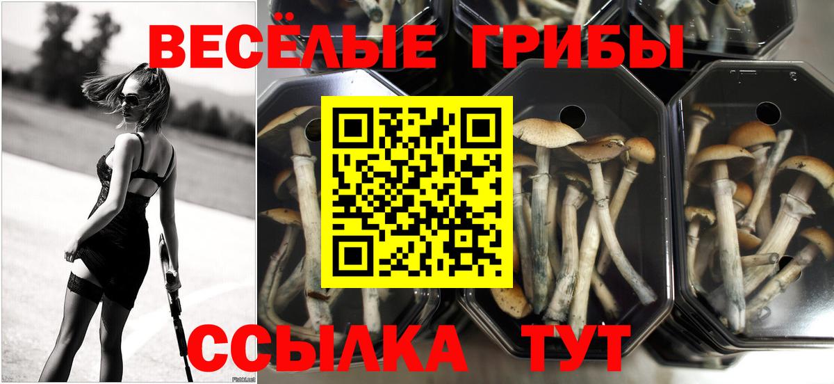 Псилоцибиновые грибы Psilocybine cubensis Протвино